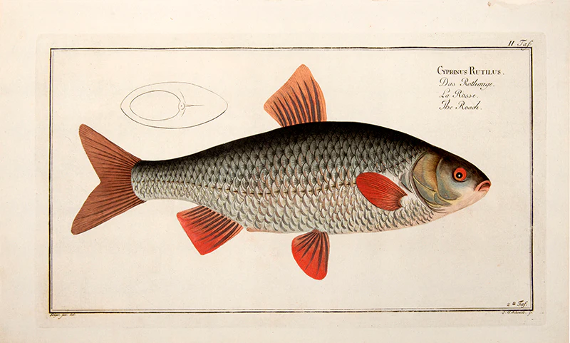 Marcus Elieser BLOCH Plate II Cyprinus Rutilus Das Rothauge La Rosse The Roach 