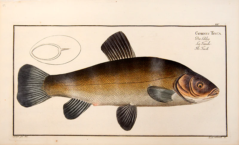 Marcus Elieser BLOCH Plate XIV Cyprinus Tinca Der Schley La Tanche The Tench 