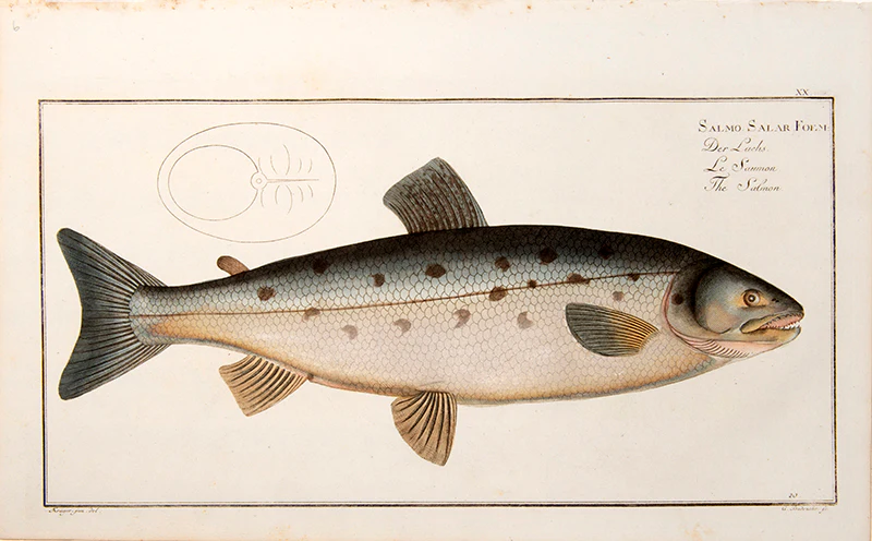 Marcus Elieser BLOCH Plate XX Salmo Salar Foem Der Lachs Le Saumon The Salmon 