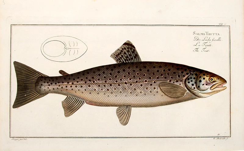 Marcus Elieser BLOCH Plate XXI Salmo Trutta Die Lachs forelle La Truite The Trut 