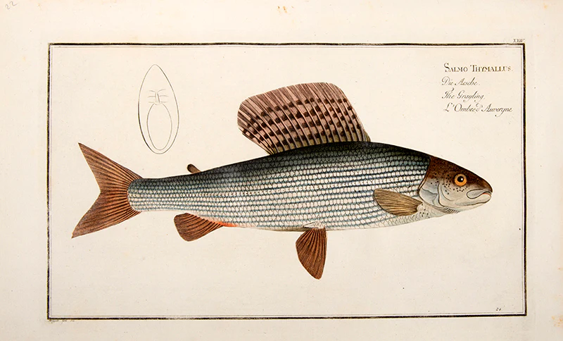 Marcus Elieser BLOCH Plate XXIV Salmo Thymallus Die Aesche The Grayling LOmbre dAuvergne 