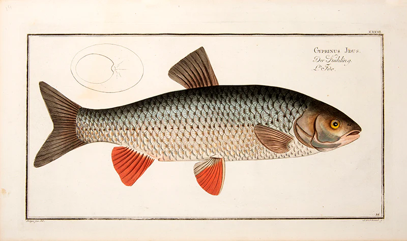 Marcus Elieser BLOCH Plate XXXVI Cyprinus Jdus Der K hling LFde by Marcus Elieser BLOCH