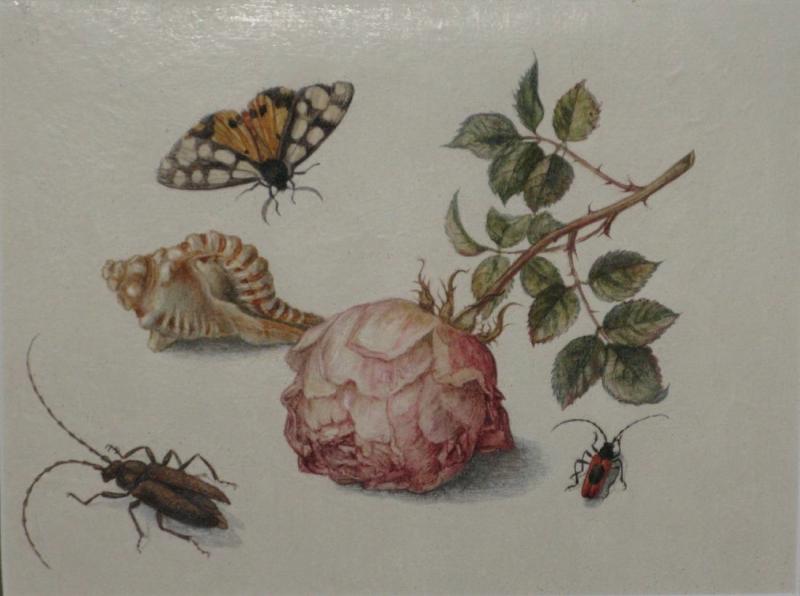 Margareta de Heer Still Life with Rose Insects Butterfly and Conch Shell