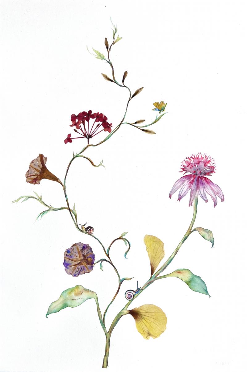 Marilla Palmer Morning Glory and Echinacea