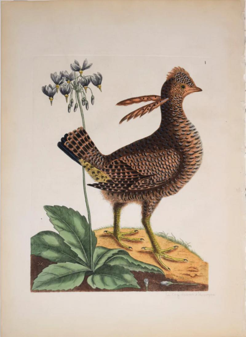 Mark Catesby MARK CATESBY 1683 1749 LE COQ DU BOIS DAMERIQUE PARTRIDGE T1