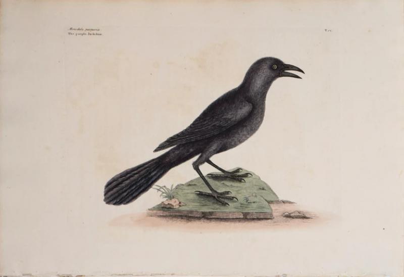 Mark Catesby MARK CATESBY 1683 1749 T 12 THE PURPLE JACK DAW