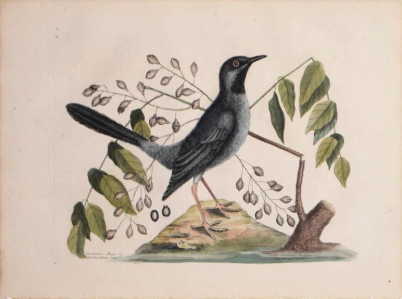 Mark Catesby MARK CATESBY 1683 1749 T 30 THE RED LEGD THRUSH