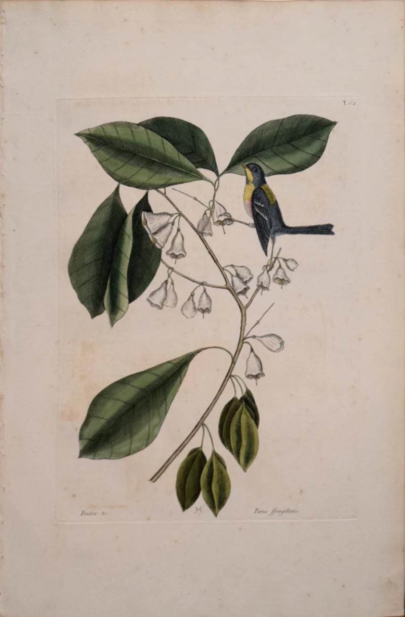 Mark Catesby MARK CATESBY 1683 1749 T 64 THE FINCH CREEPER