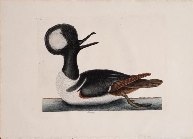 Mark Catesby MARK CATESBY 1683 1749 T 94 THE ROUND CRESTED DUCK