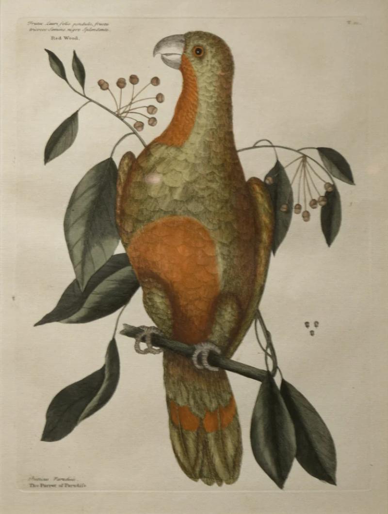 Mark Catesby MARK CATESBY 1683 1749 T10 THE PARROT OF PARADISE OF CUBA RED WOOD