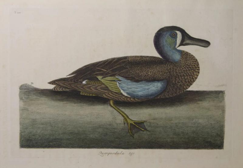Mark Catesby MARK CATESBY 1683 1749 T100 THE WHITE FACE TEAL