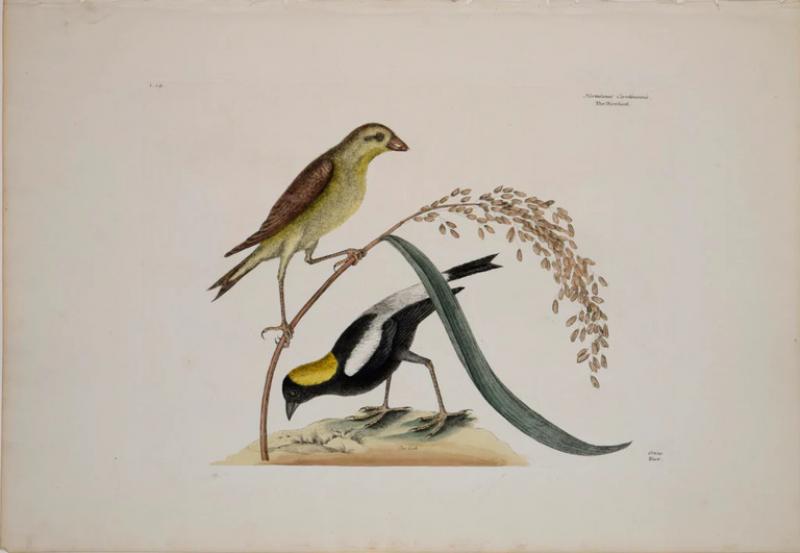 Mark Catesby MARK CATESBY 1683 1749 T14 THE RICE BIRD