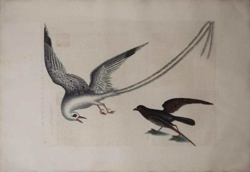 Mark Catesby MARK CATESBY 1683 1749 T14 THE TROPIC BIRD THE STORM FINCK OR PITTREL