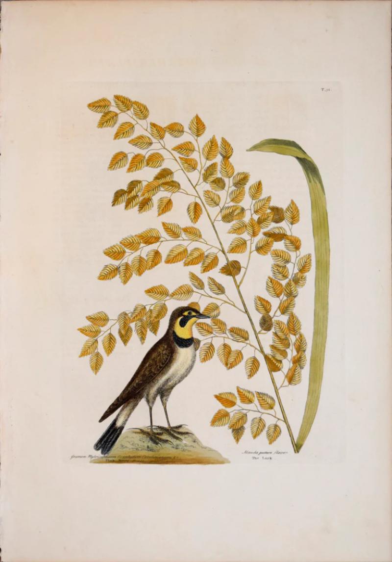 Mark Catesby MARK CATESBY 1683 1749 T32 THE LARK THE SEA SIDE OAT