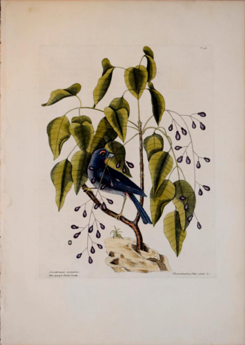 Mark Catesby MARK CATESBY 1683 1749 T40 THE PURPLE GROSS BEAK THE POISON WOOD