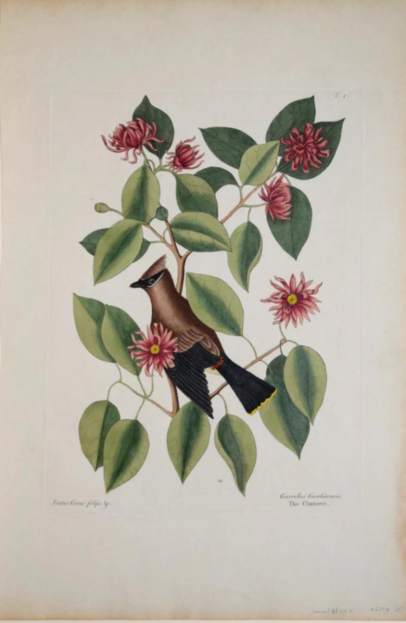 Mark Catesby MARK CATESBY 1683 1749 T46 THE CHATTERER