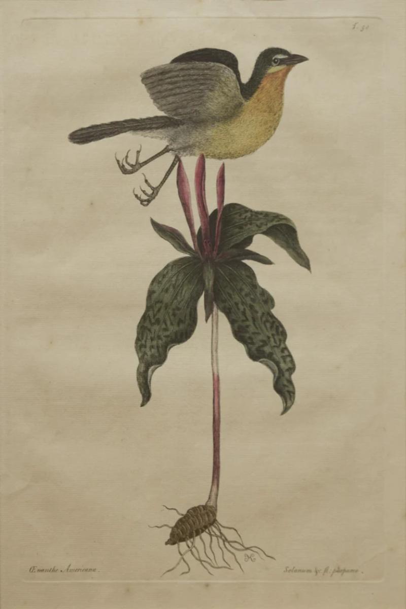 Mark Catesby MARK CATESBY 1683 1749 T50 THE YELLOW BREASTED CHAT