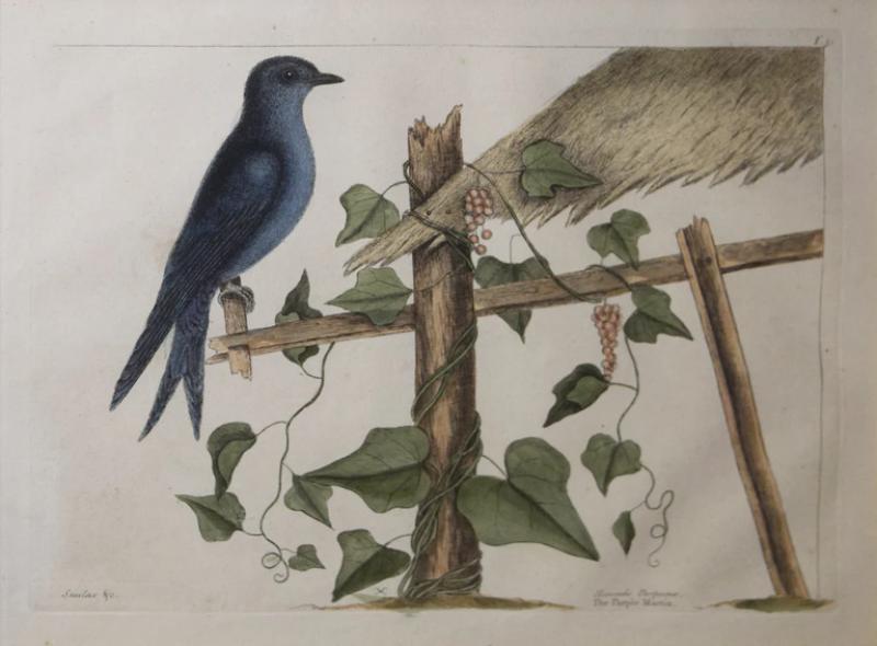 Mark Catesby MARK CATESBY 1683 1749 T51 THE PURPLE MARTIN