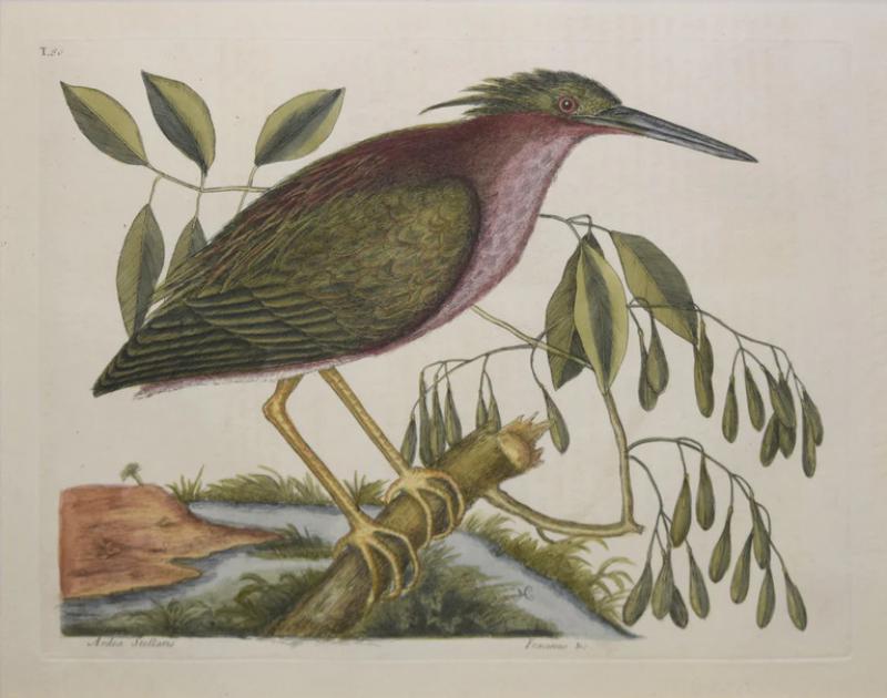 Mark Catesby MARK CATESBY 1683 1749 T80 THE SMALL BITTERN