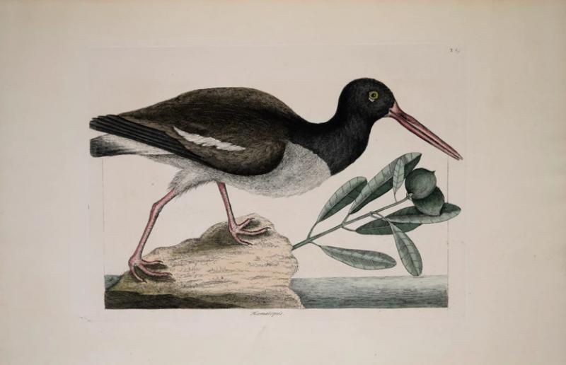 Mark Catesby MARK CATESBY 1683 1749 T85 THE OYSTER CATCHER