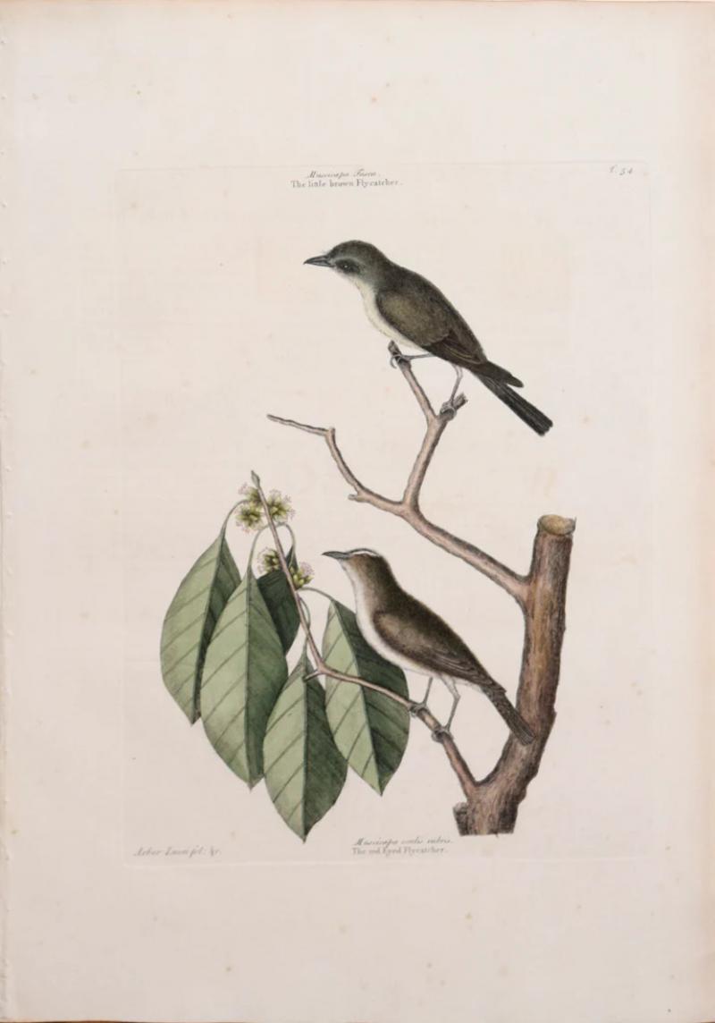 Mark Catesby T 54 THE LITTLE BROWN FLY CATCHER AND THE RED EYED FLY CATCHER