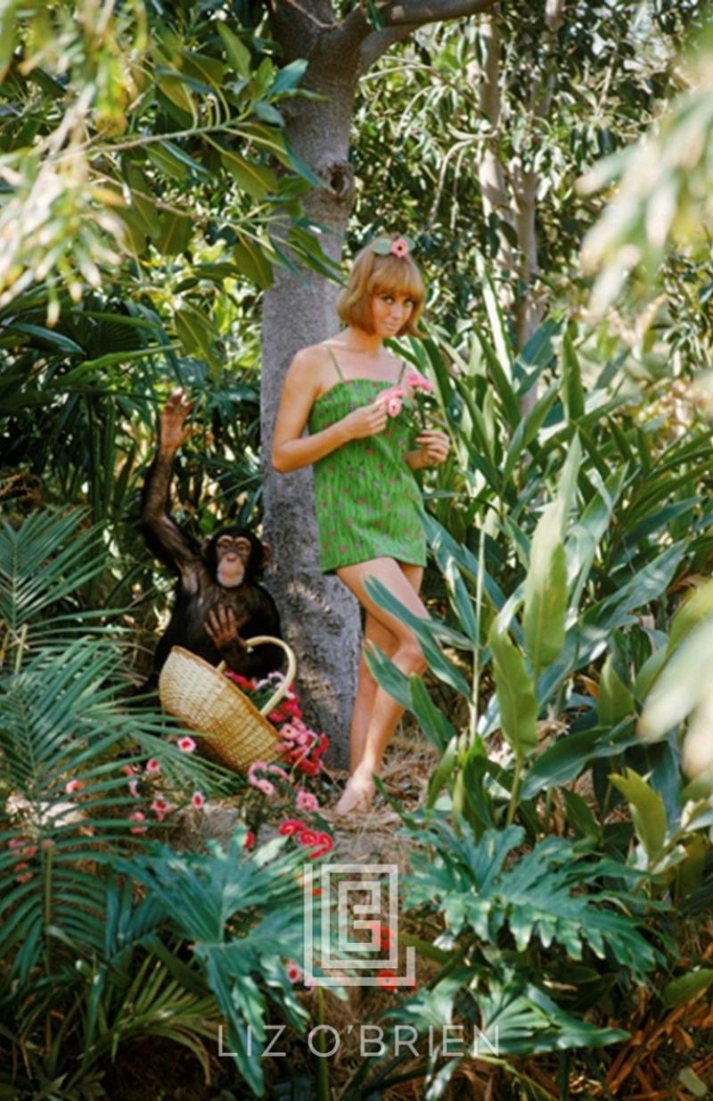 Mark Shaw Model at Disneyland with Chimpanzee 1964 