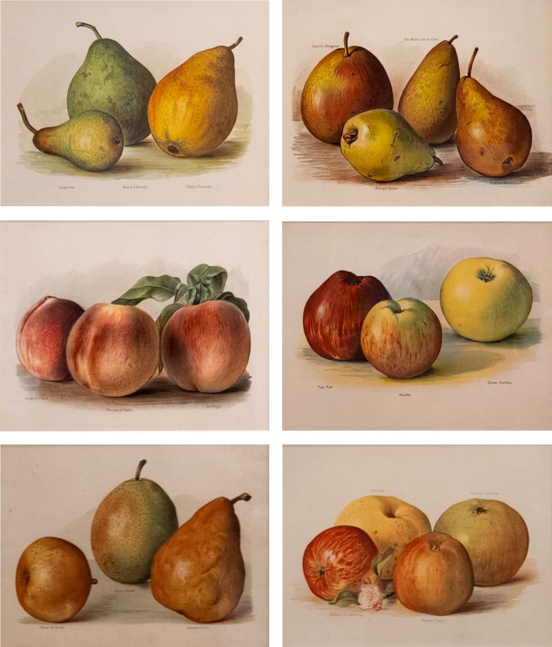 May Rivers Set of Six Fruit Chromolithographs by May Rivers English circa 1892