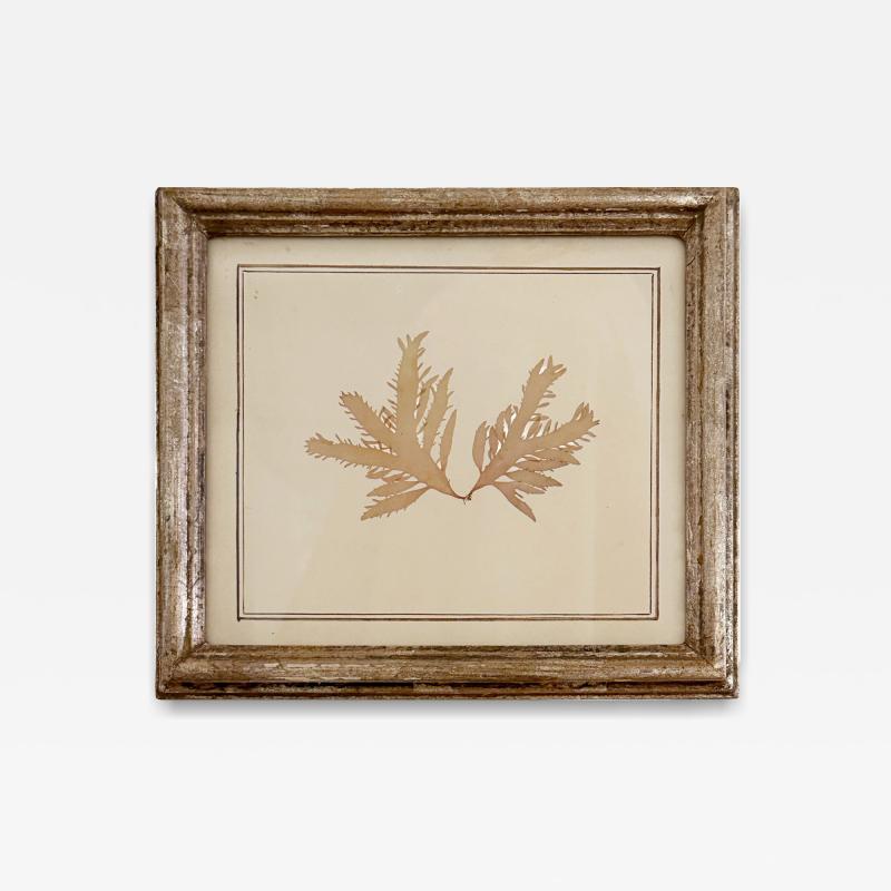 Mid Century Framed Marine Spicimen