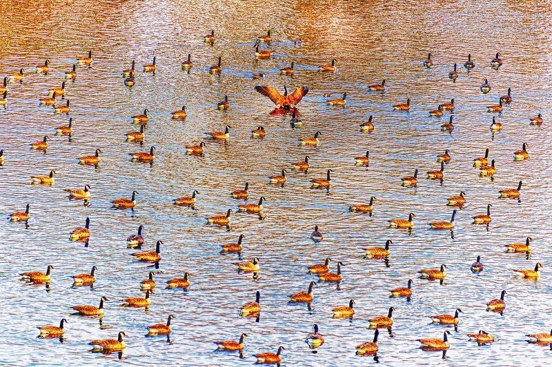 Mitchell Funk A Paddling of Ducks on an Amber Cinnamon Pond