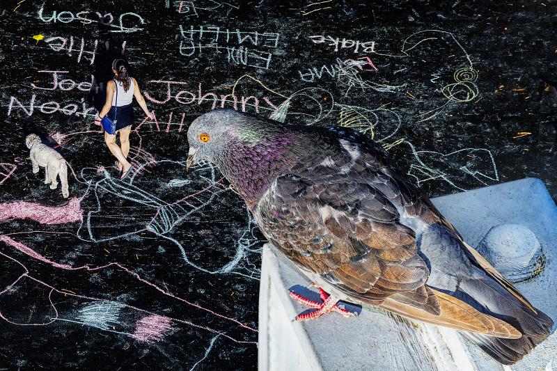 Mitchell Funk Birds Eye View New York City Street Art with Pigeon Connoisseur