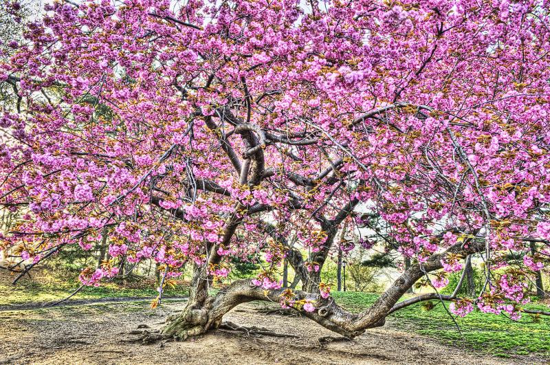 Mitchell Funk Cherry Blossoms Central Park