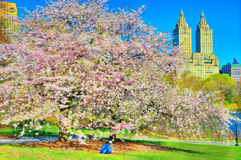 Mitchell Funk Cherry Blossoms in Bloom Urban Garden of Central Park with The San Remo