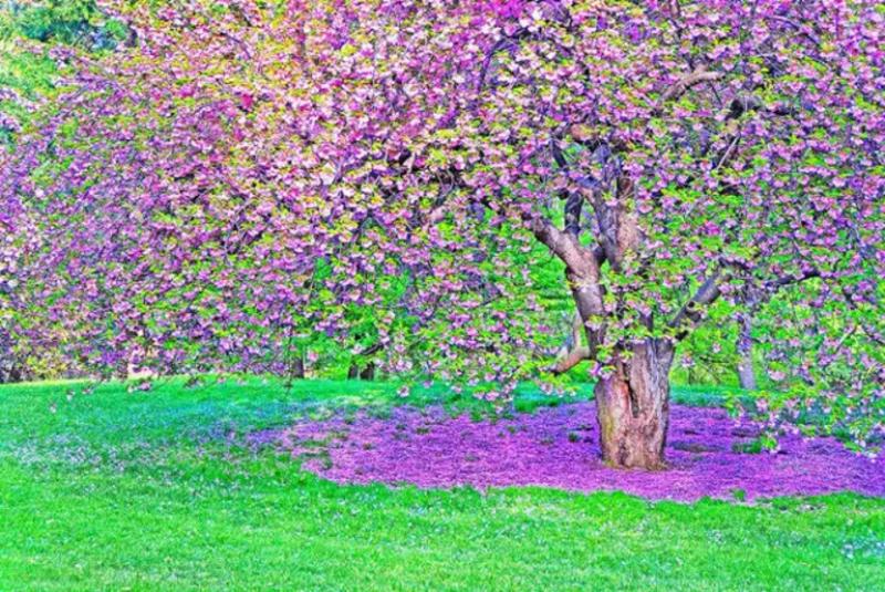 Mitchell Funk Cherry blossoms Central Park