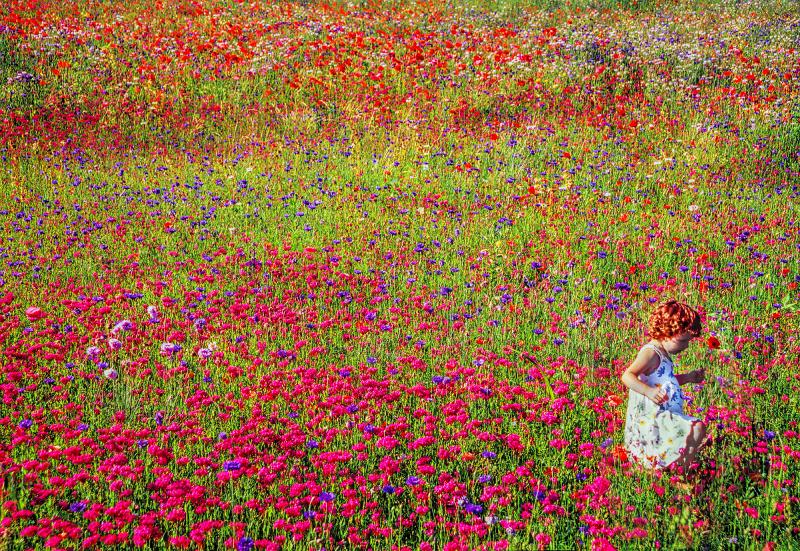 Mitchell Funk Colorful Field of Flowers with Redhead Child East Hampton Like Monet