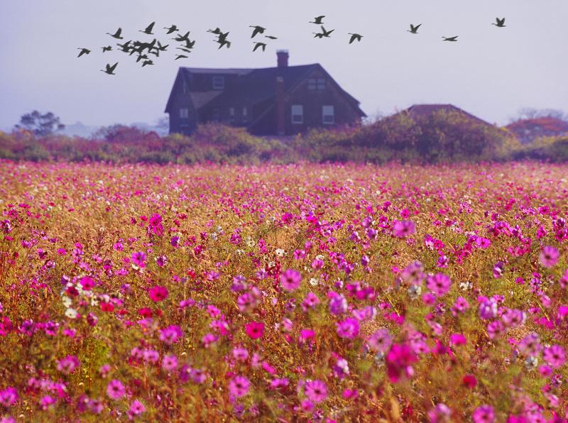 Mitchell Funk East Hampton Landscape with Field of Pink Flowers and Migrating Birds