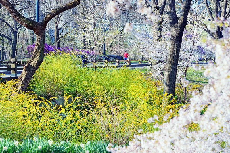 Mitchell Funk Female Runner in Central Park