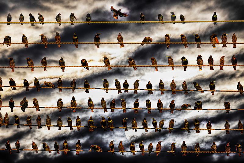 Mitchell Funk Flock of Birds on Wire Against Dramatic Sky Dramatic Clouds