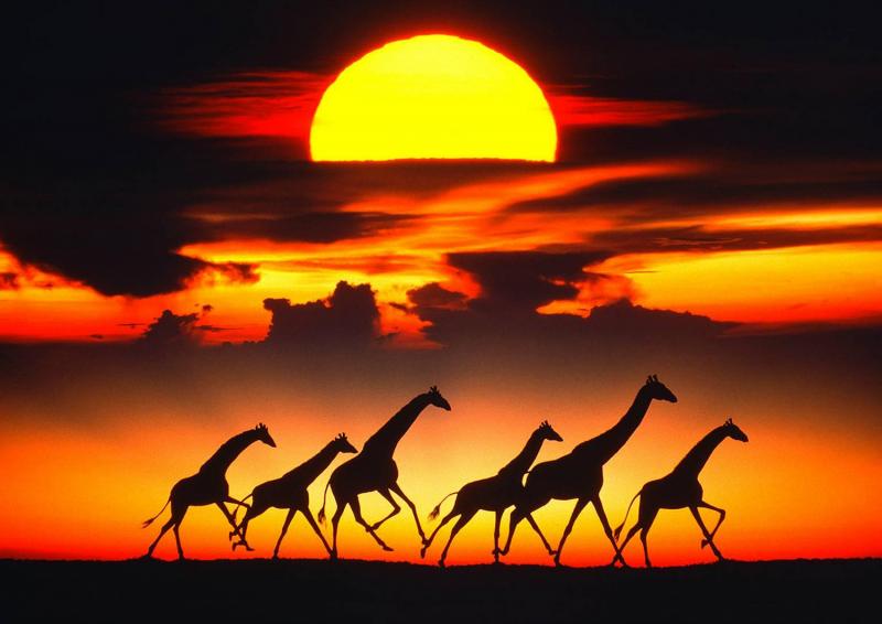 Mitchell Funk Giraffes at Sunset