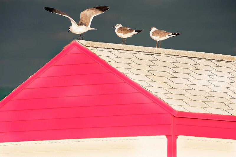 Mitchell Funk Joyful Birds on Roof of a Pink Summer Beach House East Hampton Abstract Photo