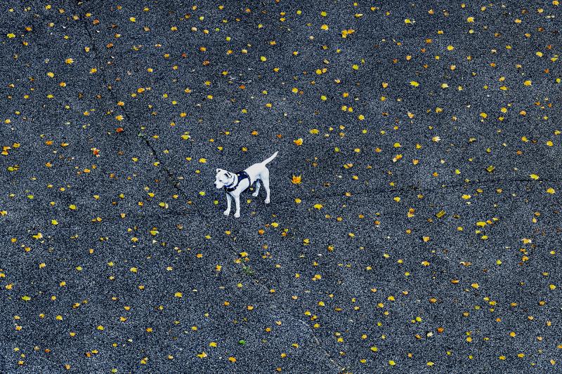 Mitchell Funk Manhattan White Dog among Autumn Leaves