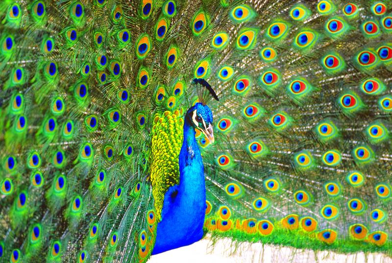 Mitchell Funk Peacock Displaying Blue and Green Plumage