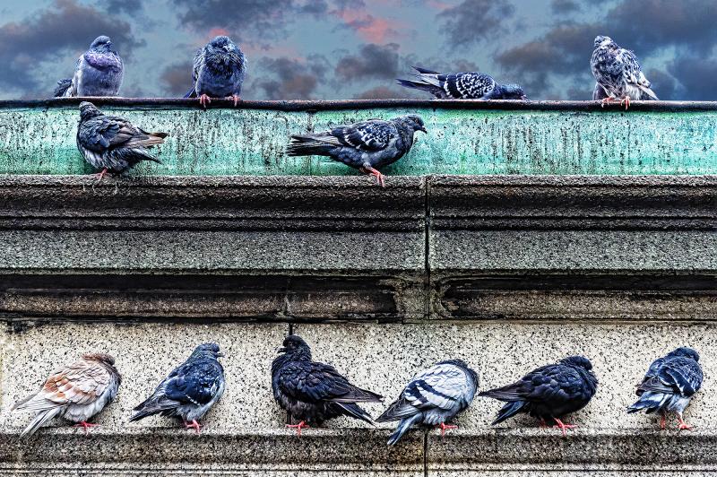 Mitchell Funk Posing Pigeons Manhattan in Neutral Colors Greys and Gray Birds