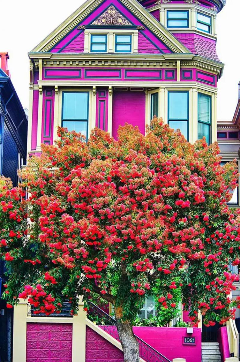 Mitchell Funk Purple San Francisco Victorian