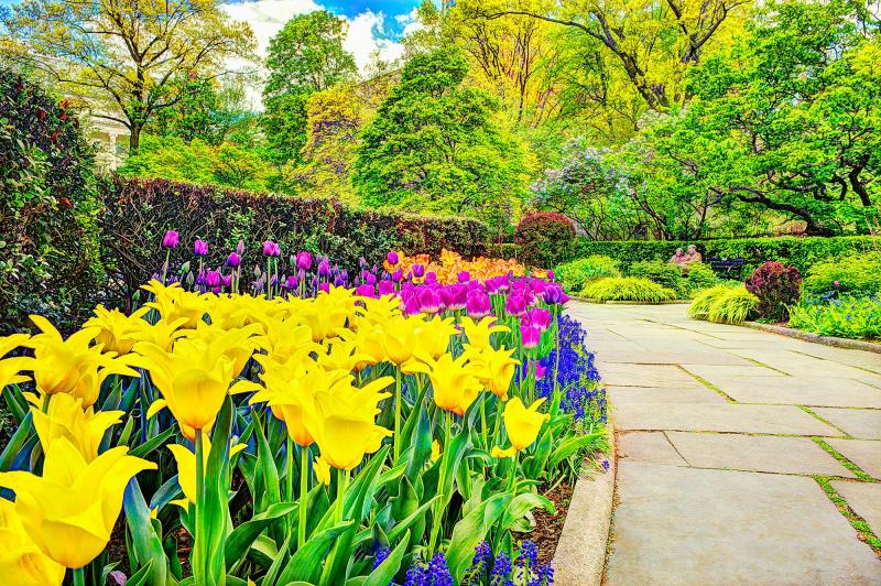 Mitchell Funk Sanctuary of Peaceful Yellow Tulips Red Tulips Blooming in Central Park