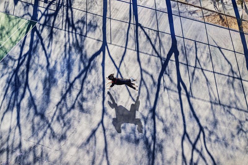 Mitchell Funk The Dogs of New York