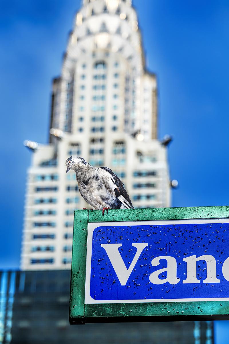 Mitchell Funk The Pigeon and The Chrysler Building