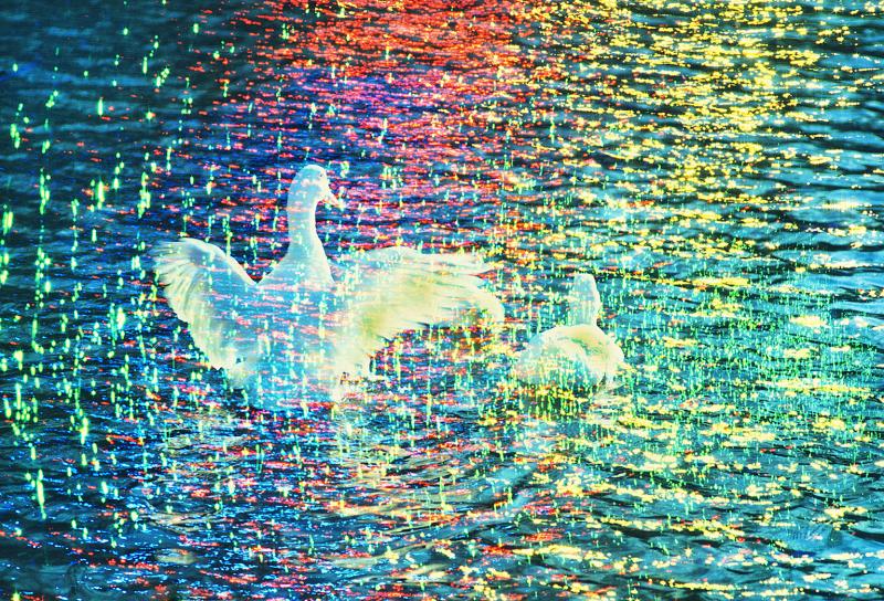 Mitchell Funk White Ducks in Prism of Color