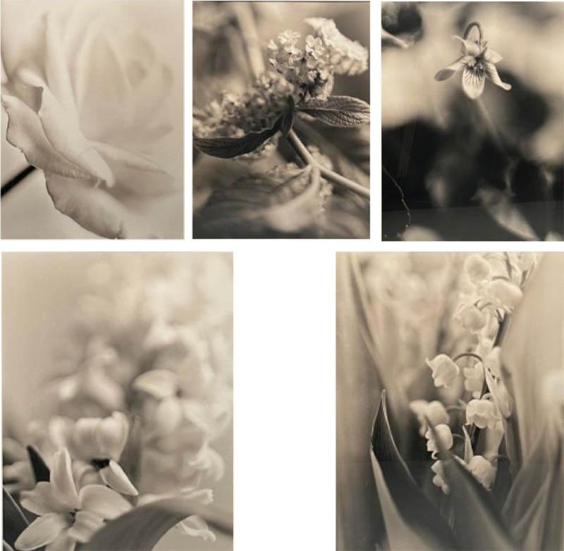 Modern Large Black and White Photographs Floral Still Life Framed 1990s