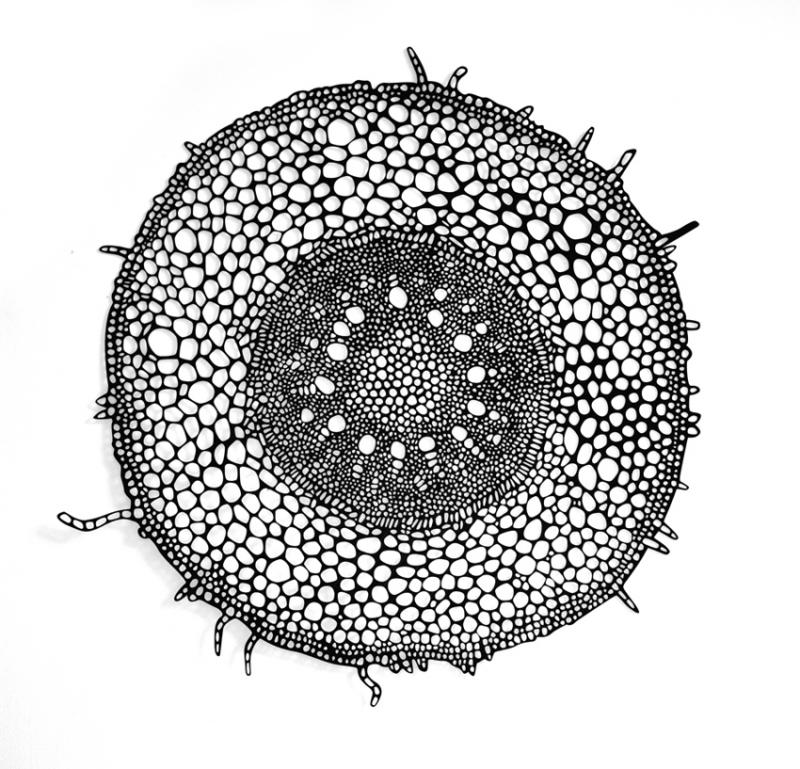 Monocot Root 