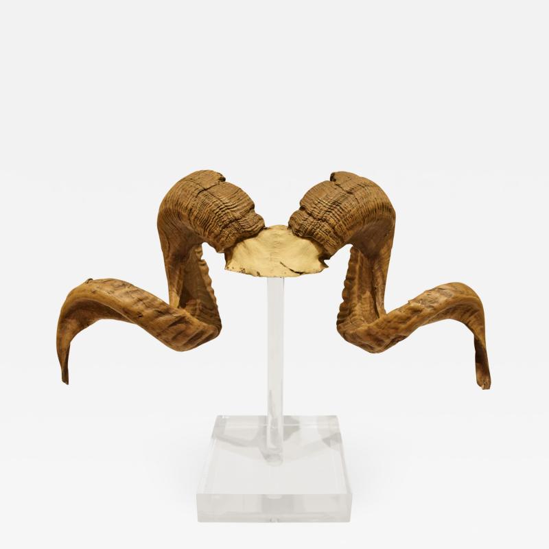 Mounted Ram Horns on Lucite 1970s